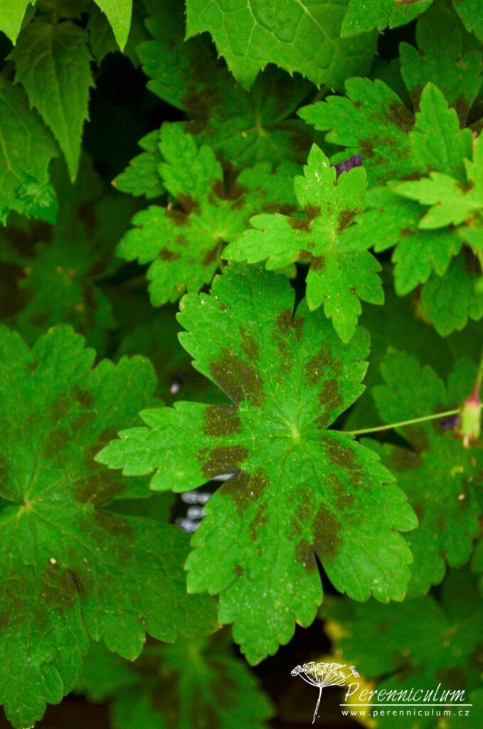 Geranium - Trvalka sezóny 2017 28 Geranium phaeum 'Samobor' má listy zdobené tmavě hnědou skvrnou.