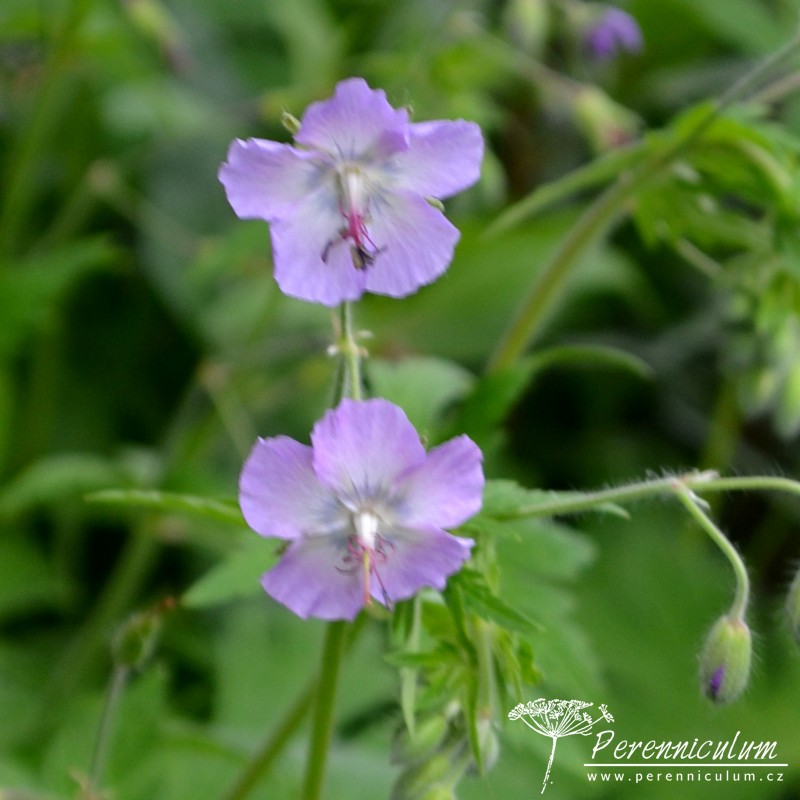 Geranium - Trvalka sezóny 2017 17 Geranium phaeum Walkure