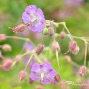 Geranium phaeum var. lividum Majus