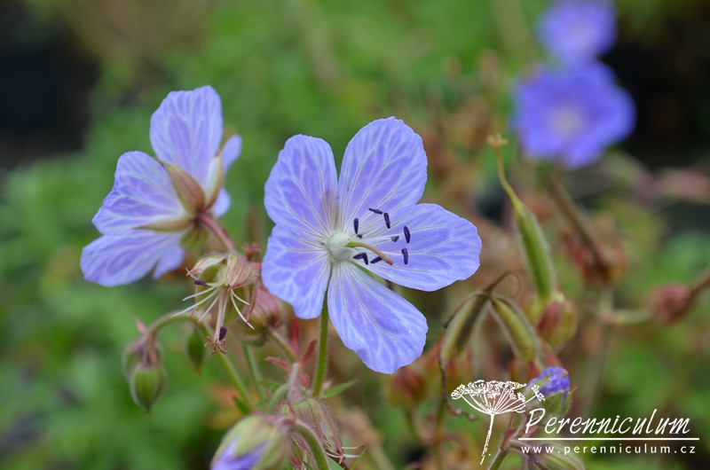 Geranium - Trvalka sezóny 2017 23 Geranium pratense Mrs Kendall Clark
