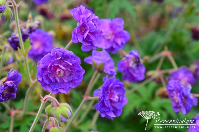 Geranium - Trvalka sezóny 2017 24 Geranium pratense Plenum Violaceum_