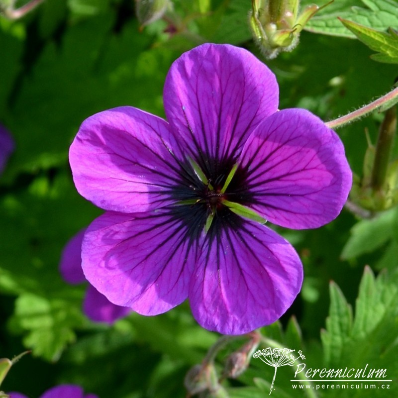 Geranium - Trvalka sezóny 2017 18 Geranium psilostemon