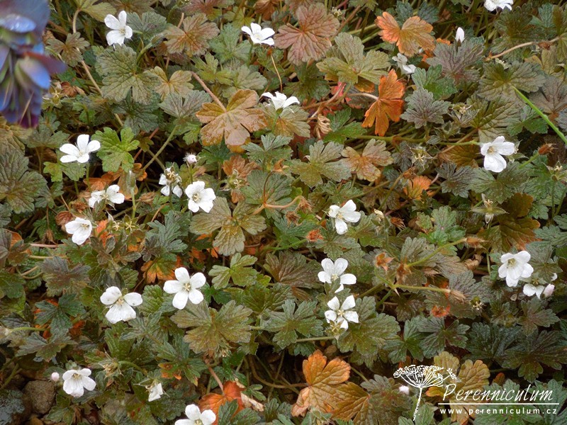 Geranium - Trvalka sezóny 2017 21 Geranium sessiliflorum 'Sanne' s čokoládově hnědými listy.