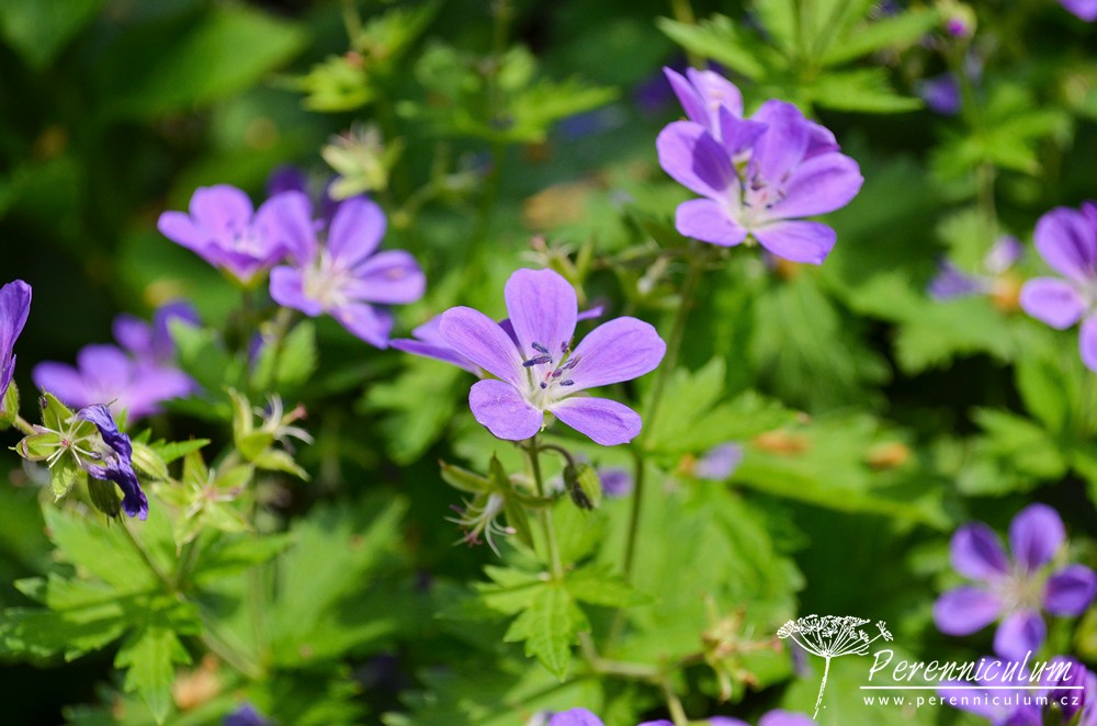 Geranium - Trvalka sezóny 2017 26 Geranium sylvaticum Mayflower