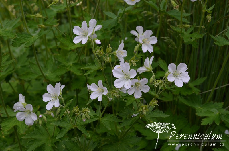 Geranium - Trvalka sezóny 2017 25 Geranium sylvaticum 'Album'