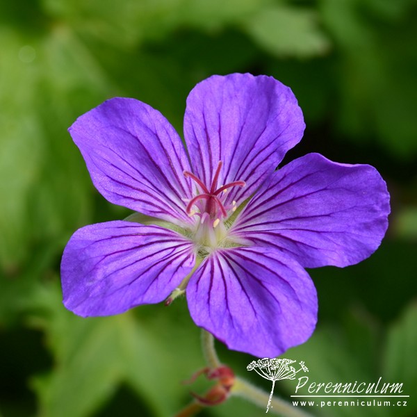 Geranium - Trvalka sezóny 2017 5 Geranium wlassovianum