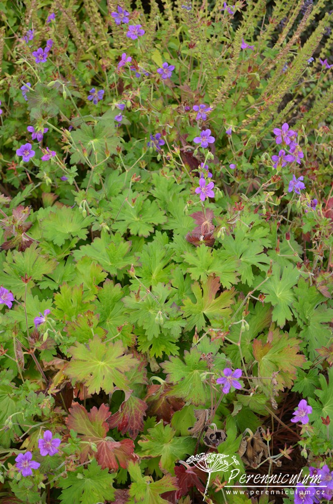 Geranium - Trvalka sezóny 2017 29 Geranium wlassovianum