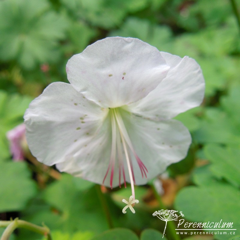 Geranium - Trvalka sezóny 2017 6 Geranium × cantabrigiense 'Biokovo'