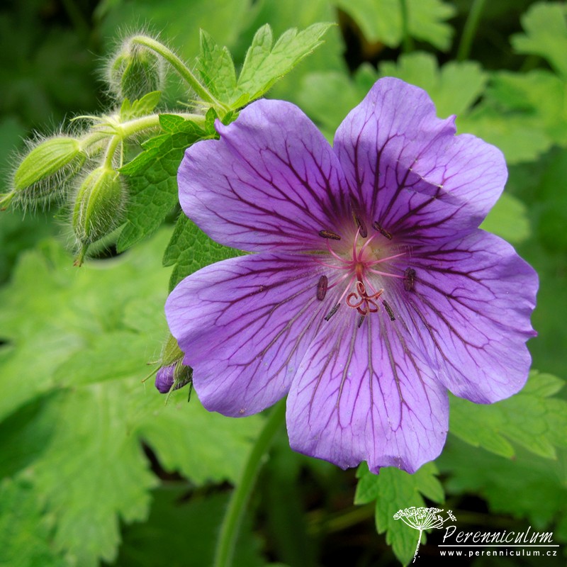 Geranium - Trvalka sezóny 2017 7 Geranium × magnificum