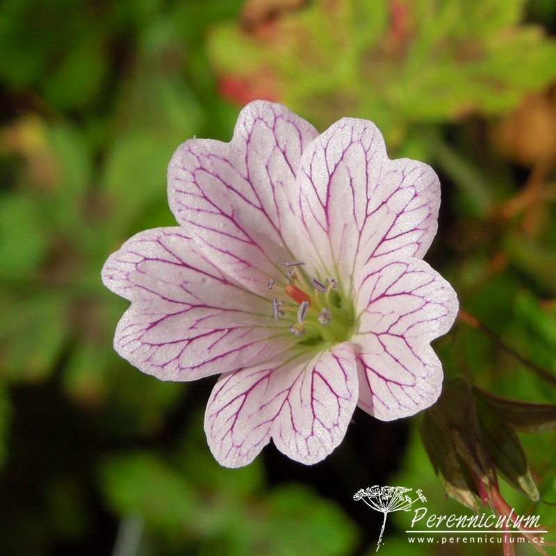 Geranium - Trvalka sezóny 2017 8 Geranium × oxonianum 'Walter's Gift'