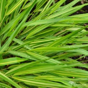 Hakonechloa macra Sunny Delight