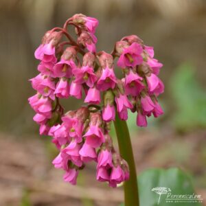 Bergenia Glockenturm