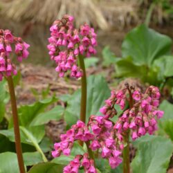 Bergenia Glockenturm
