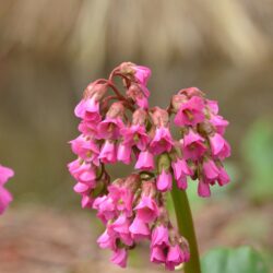 Bergenia Glockenturm