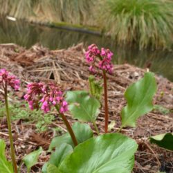Bergenia Glockenturm