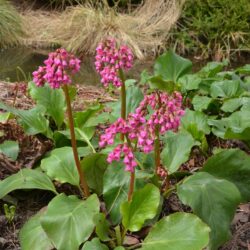 Bergenia Glockenturm