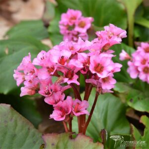 Bergenia Herbstblüten