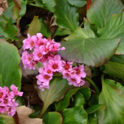 Bergenia Herbstblüten