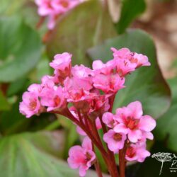 Bergenia Herbstblüten