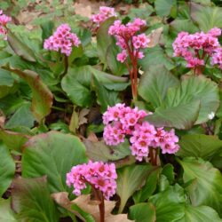 Bergenia Herbstblüten