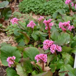 Bergenia Herbstblüten