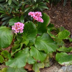 Bergenia Herbstblüten