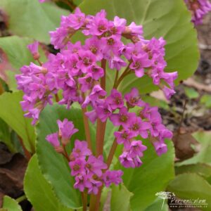 Bergenia Rietheim 01