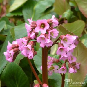 Bergenia Rosi Klose