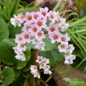 Bergenia Schneekissen