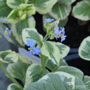Brunnera macrophylla Dawson's White