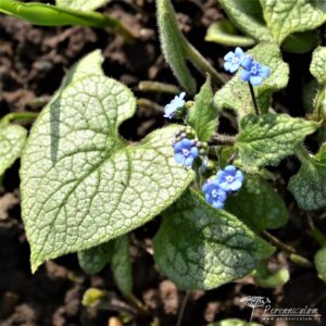 Brunnera macrophylla Jack Frost