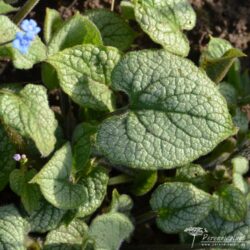 Brunnera macrophylla Jack Frost