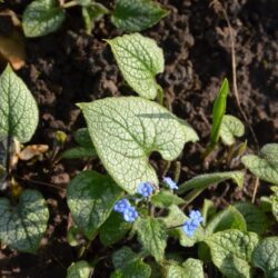 Brunnera macrophylla Jack Frost