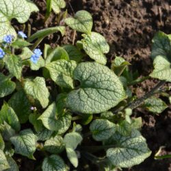 Brunnera macrophylla Jack Frost