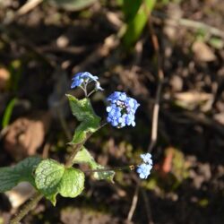 Brunnera macrophylla Jack Frost