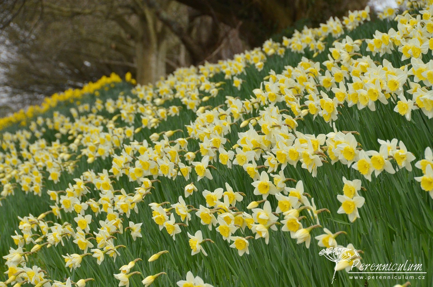 Dvojí jaro 3 Velké množství narcisů krásně vonělo.