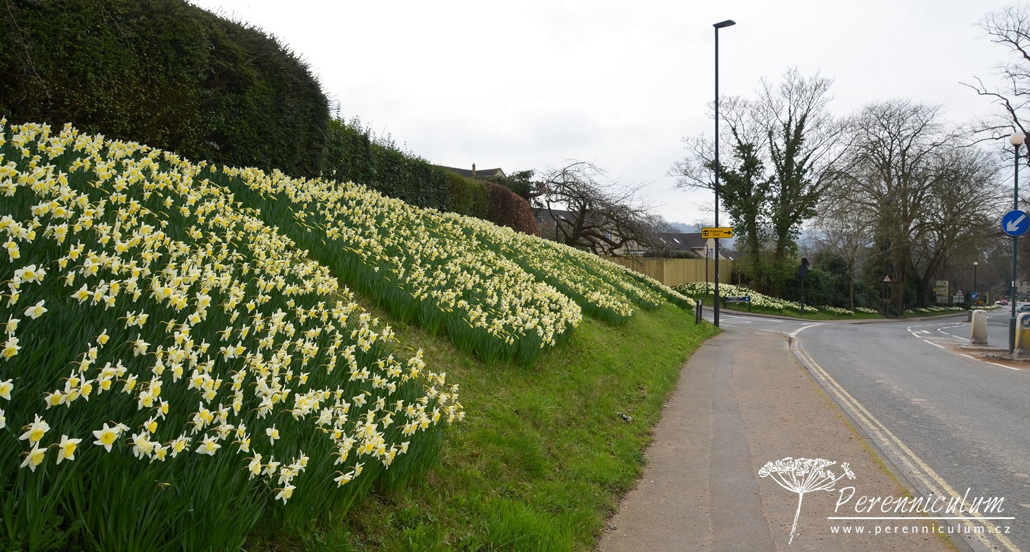 Dvojí jaro 2 Ulice plná narcisů (Narcissus).