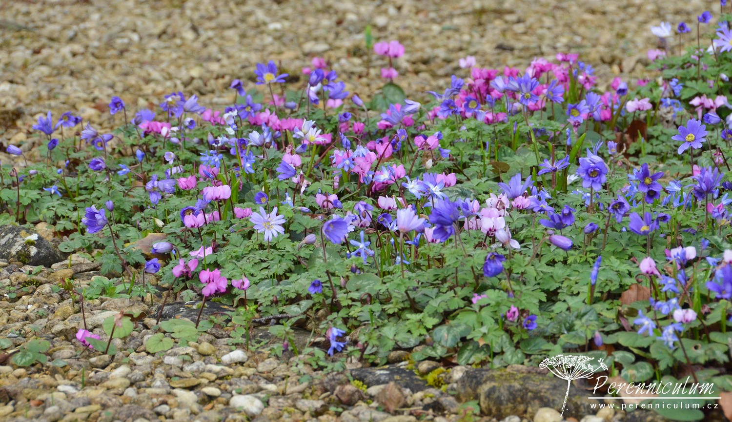 Dvojí jaro 8 Jaro 2017 12