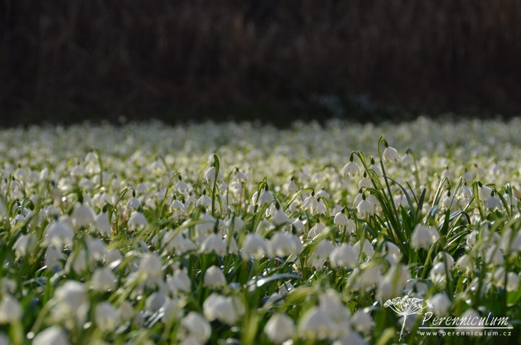 Dvojí jaro 23 Leucojum vernum