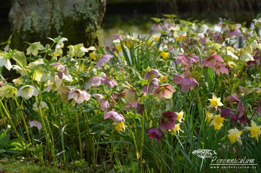 Helleborus - Trvalka sezóny 2024 5 Kombinace čemeřic Helleborus a narcisů Narcissus, mezi nimi vyrůstají kapradiny.