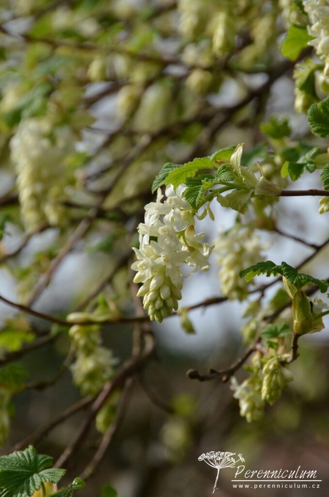 Dvojí jaro 6 Bíle kvetoucí variety meruzalky krvavé (Ribes sanguineum).