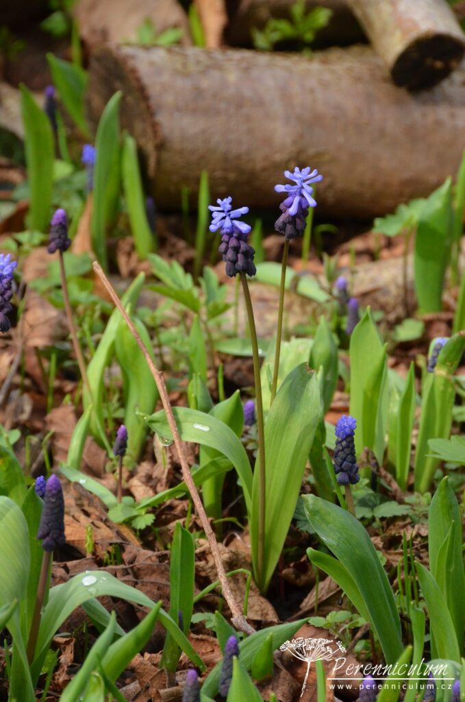 Dvojí jaro 7 Zvláštní druh modřence (Muscari latifolium) s šošolkou světlejších květů.