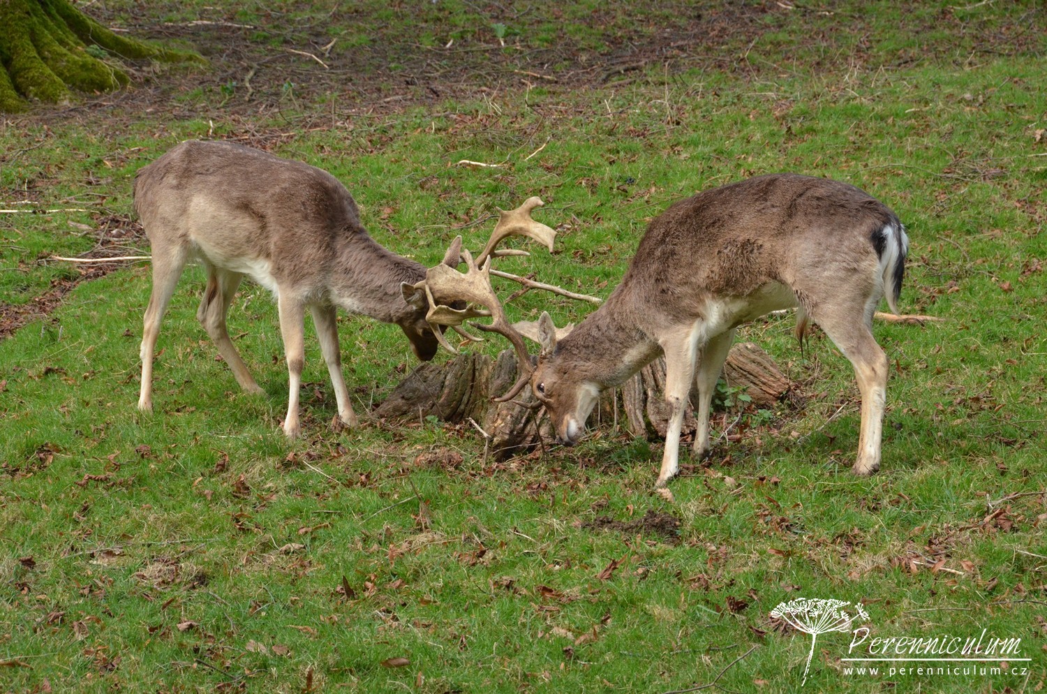 Dvojí jaro 9 Mladí daňci v zápalu boje.