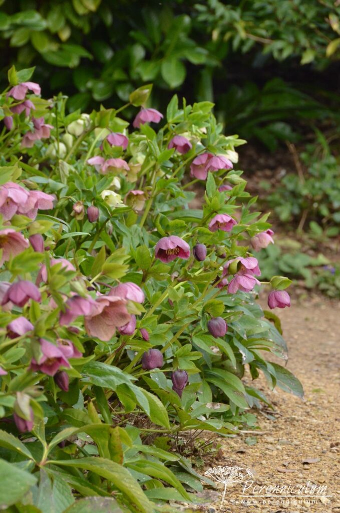 Dvojí jaro 16 Helleborus