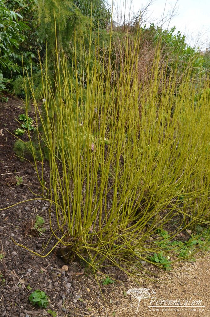 Dvojí jaro 13 Cornus sericea 'Flaviramea'
