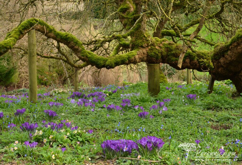 Dvojí jaro 14 Stará majestátní moruše se sklání nad rozkvetlými šafrány Crocus a prvosenkami Primula vulgaris.