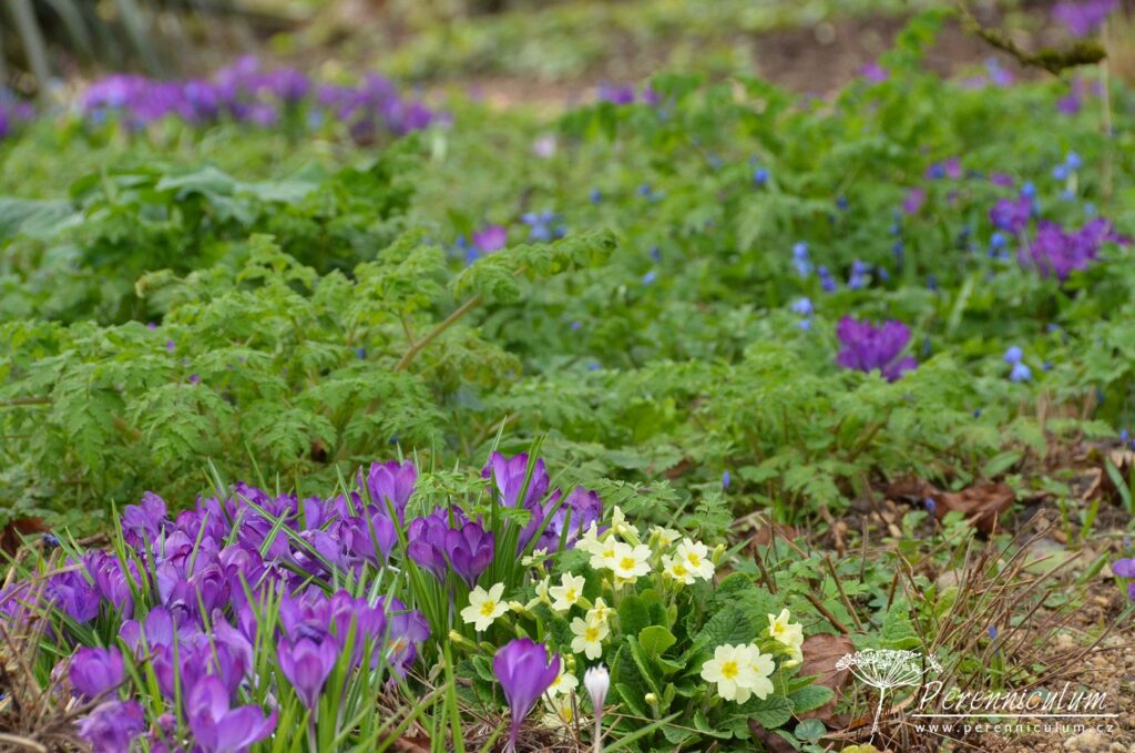 Dvojí jaro 18 Detail jarního aspektu v záhonu. Zatímco trvalky se teprv klubou ze země, šafrány Crocus a prvosenkyPrimula vulgaris krásně kvetou.