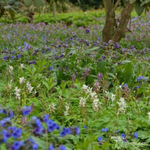Dendrologická zahrada Průhonice