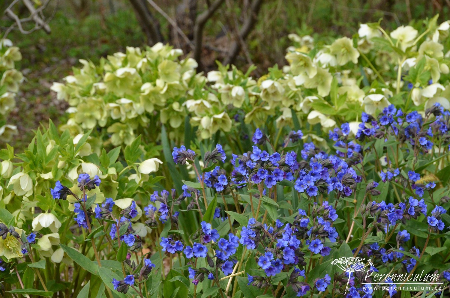 V dendrologické zahradě nejsou jen zajímavé stromy 2 Dendrologická zahrada 02