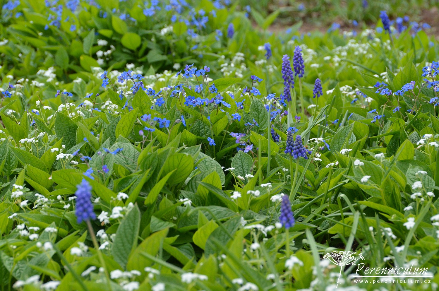 V dendrologické zahradě nejsou jen zajímavé stromy 8 Dendrologická zahrada 13